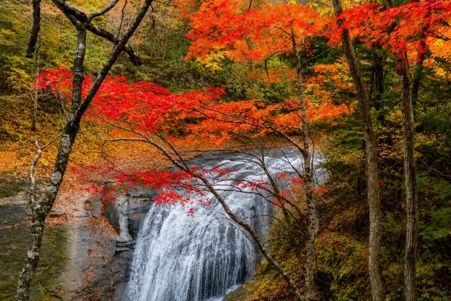 FALL｜秋
